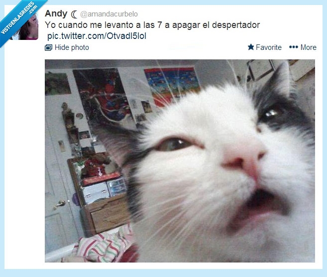 cara,gato,sobar,dormido,despertador,despertar