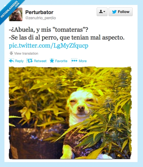 fumado,marihuana,perro,abuela,tomatera