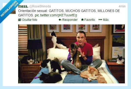 orientacion sexual,gatitos,gatos