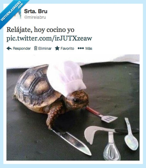 tortuga,cocinar,gracioso,tweet,cocina