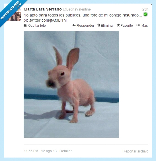 animal,pelo,rasurado,foto