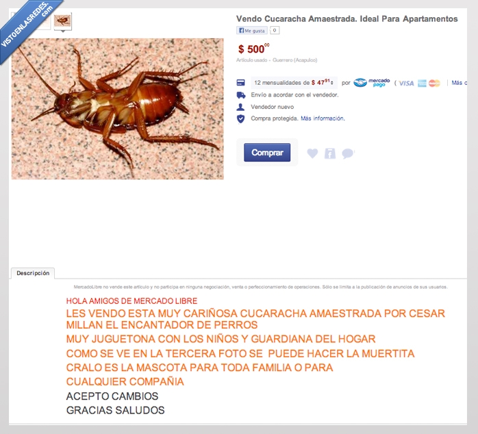 cucaracha,asco,mascota,amaestrada,domesticada,perfecta,apartamentos