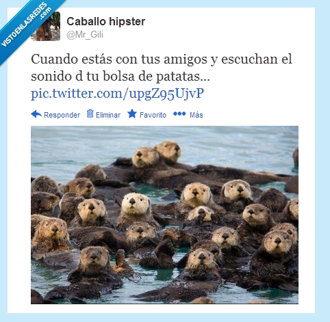 comida,amigos,atención,nutria,mirar,bolsa,patatas