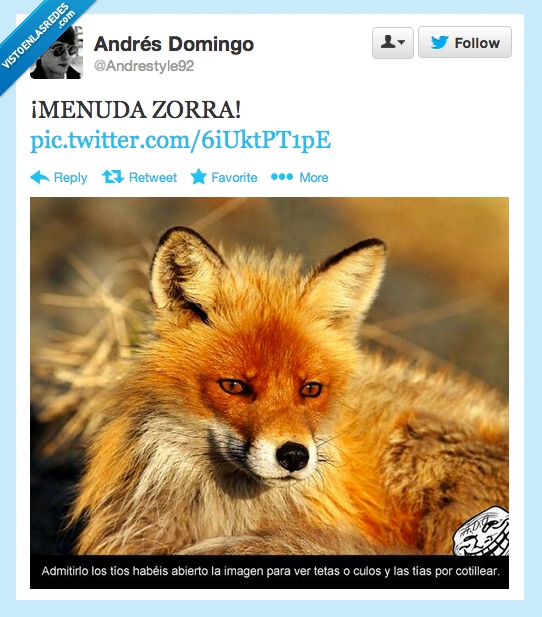 Zorra,animal,cotillear,golfa