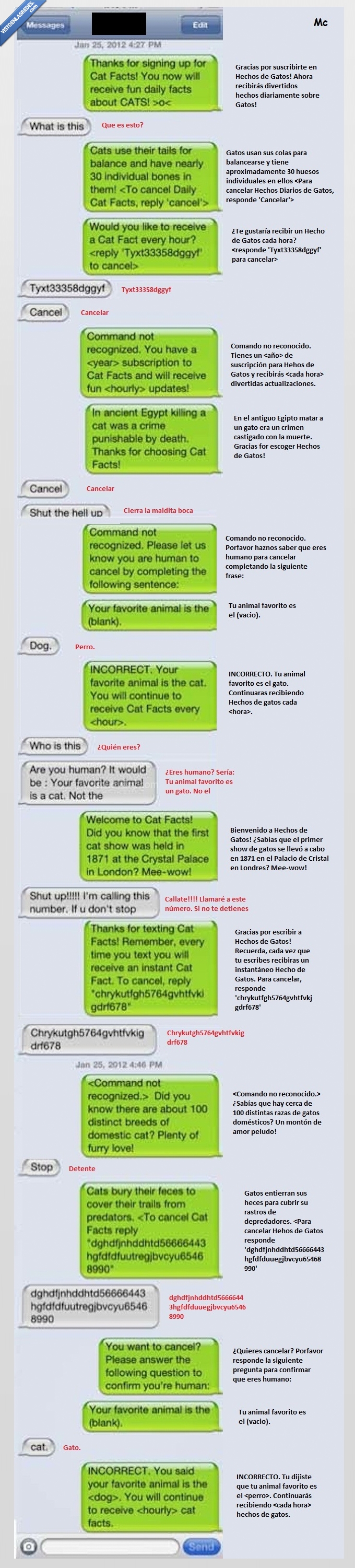 gatos,cat,hechos,facts,mensaje,molesto,movil,subscribir,whatsapp