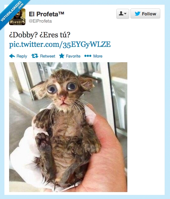 Dobby,Harry Potter,Gato,mojado