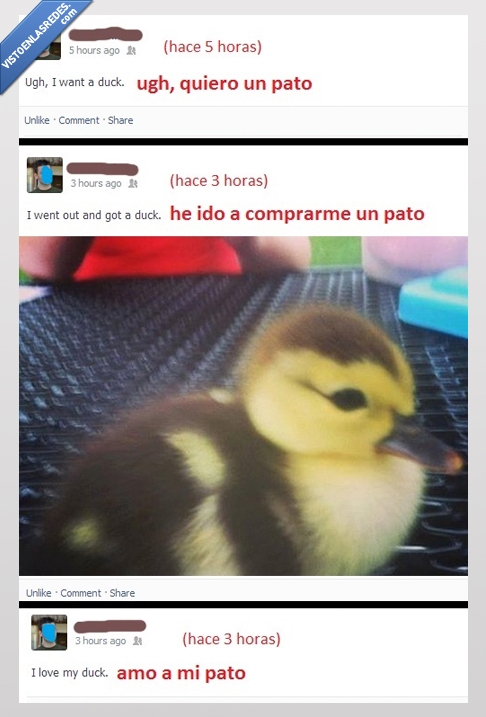 decisión,facebook,amor,love,pato,duck
