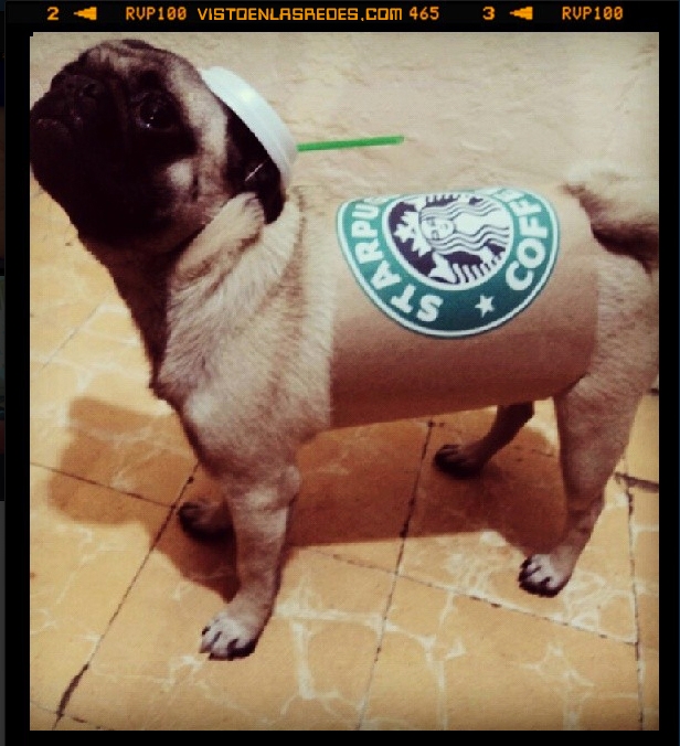 vaso,carlino,Hipster,Instagram,Starbucks,Pug