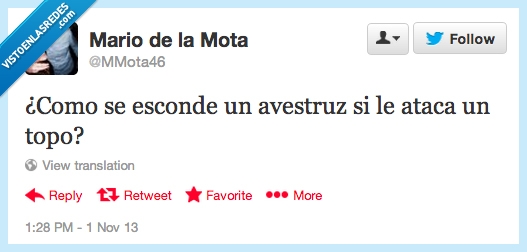 avestruz,topo,esconder,cabeza,tierra