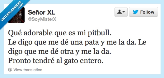 pitbull,pata,gato,actualidad,adorable,entero,comer,devorar