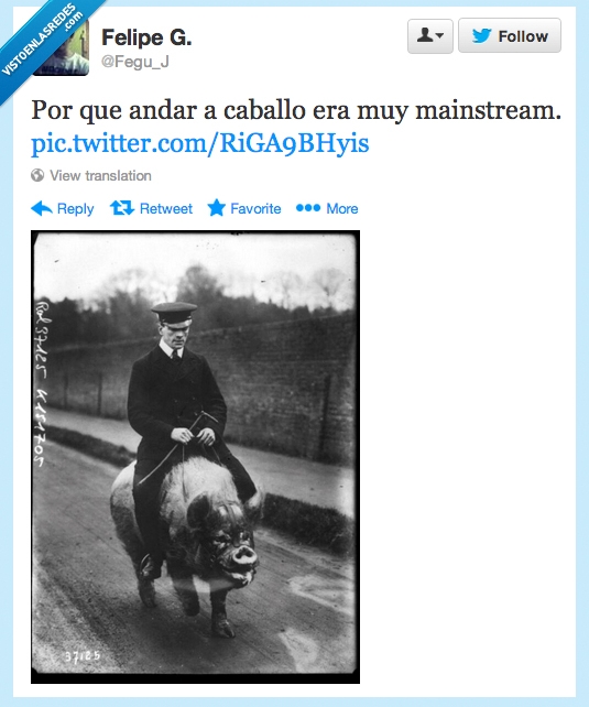cerdo,mainstream,montar,caballo,wtf,macho