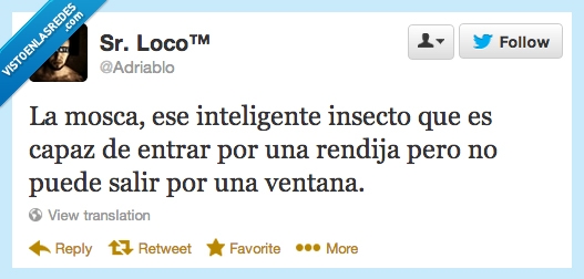 mosca,inteligente,insecto,entrar,rendija,salir,ventana,adriablo