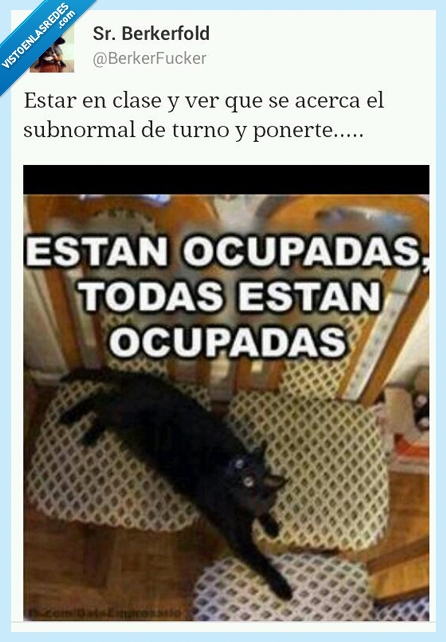 turnom ponerte,subnormal,clase,todas,sillas,ocupar,gato