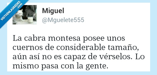 gente,pasa,mismo,ver,considerable,cuernos,montesa,cabra