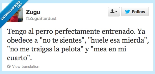sentarse,perro,ordenes,obedecer,ignorar,cuarto,comer