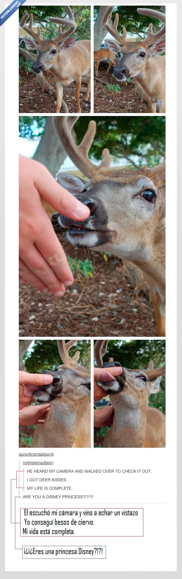 besos,camara,tumblr,disney,princesa,mano,comer,ciervo