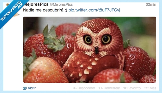 rojo,camuflado,fresas,lechuza,color