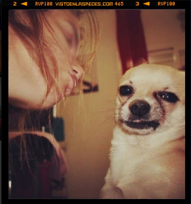 perro,chica,instagram foto,chihuahua,mirada,asco,beso,morritos,no