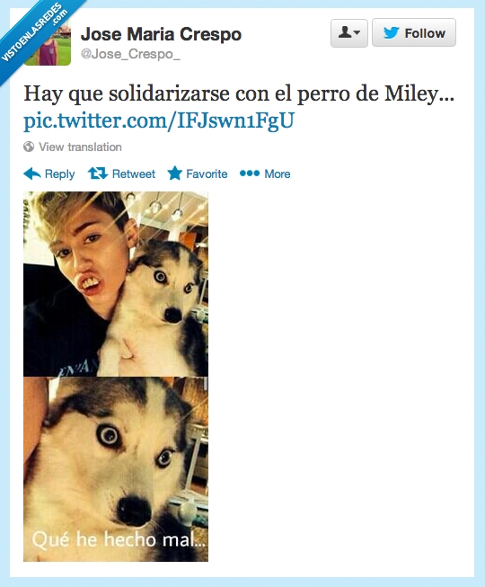 Perro,Miley Cyrus,solidaridad,maltrato,enferma,husky