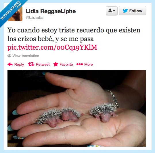 muy pequeños,tierno,pequeños,Bebés,Erizos,no me peguéis