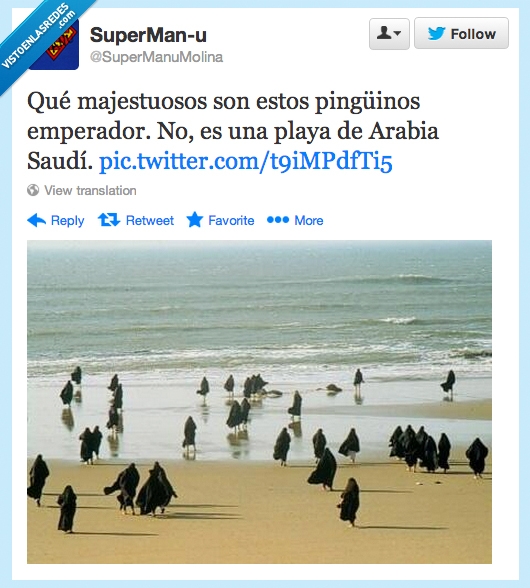 playa,arabia saudí,pingüinos