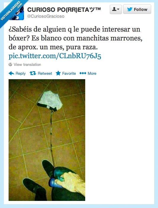 raza,boxer,calzoncillos,perro,venta