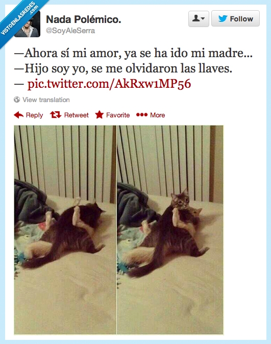 pillados,gatitos,madre,sorpresa,encima