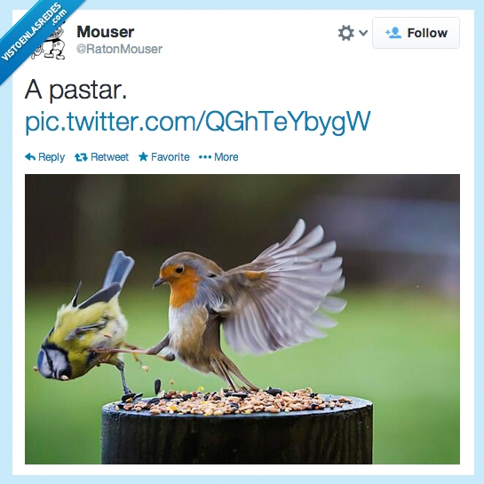 ave,gorrion,petirrojo,callar,tirar,fuera,esto es esparta