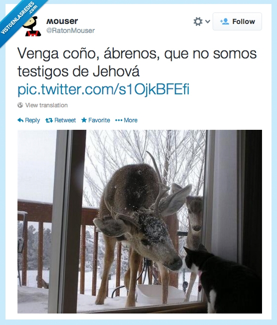 testigo de jehovah,ciervo,Gato