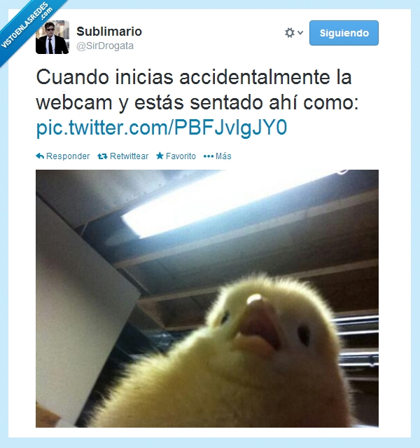 pollito,pollo,cara,jeto,Twitter,Webcam,Susto,Accidente