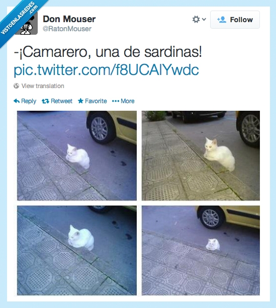 bar,blanco,brazos,bordillo,acera,esperar,gato