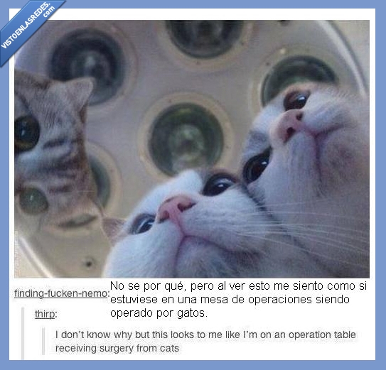 gaticos,operaciones,mesa,la monda,imagen,operar,gatos