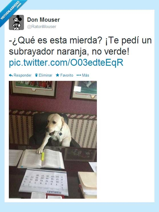 perro,color,subrayador,naranja,verde