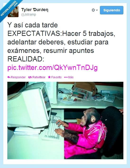 tardes,estudiar,trabajar,ordenador,realidad,expectativas,mono