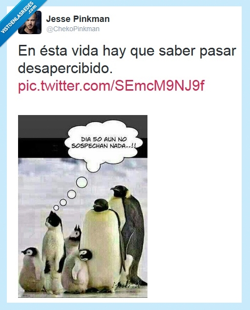 Pinguino,disimular,Desapercibido,Gato