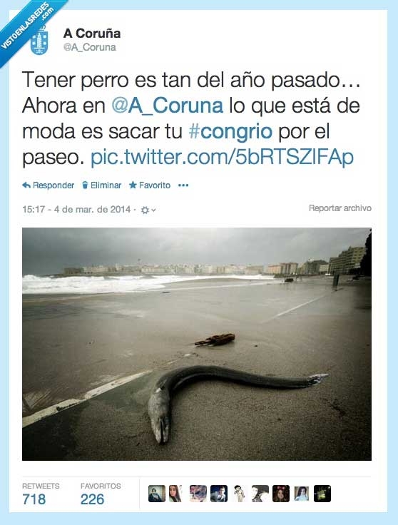 Twitter,temporal,humor,foto,congrio