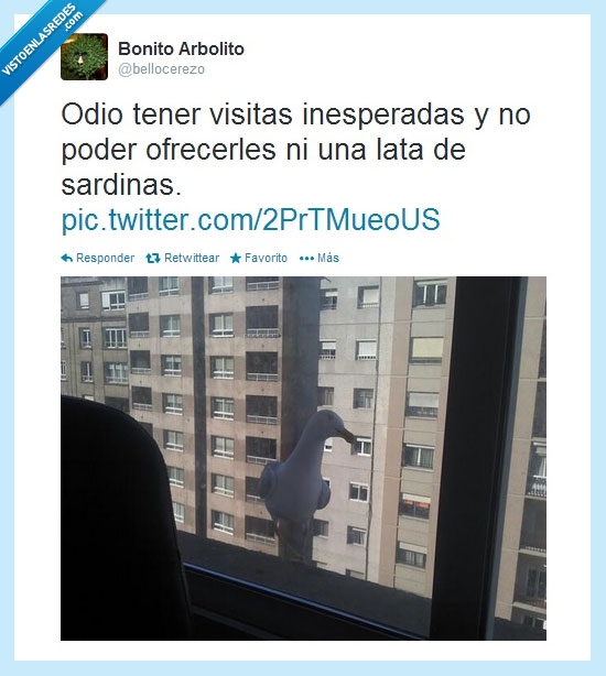 visita,inesperada,gaviota,ventana,lata,sardinas
