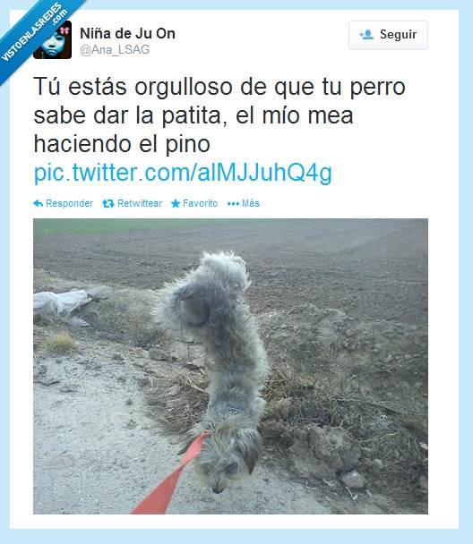 perro,trucos,acrobacias,pino,pis,pipi,orinar,talento,perro circense