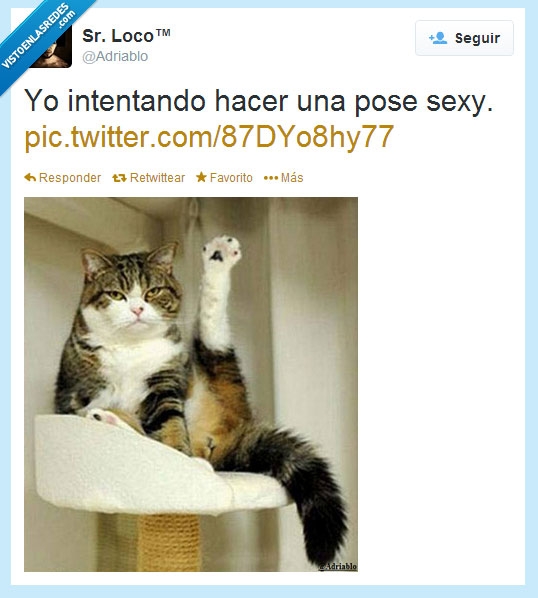 seduccion en estado puro,intentar,pose,señor loco,gato,adriablo