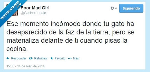 Gatos,materializar,twitter,cocina,gato,desaparecer
