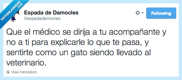 veterinario,gato,acompañante,dirigir,hablar,medico,ir,explicar