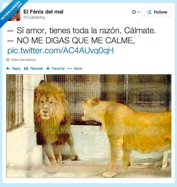 razon,calmar,leon,leona,gritar,novia,novio,pareja,enfado