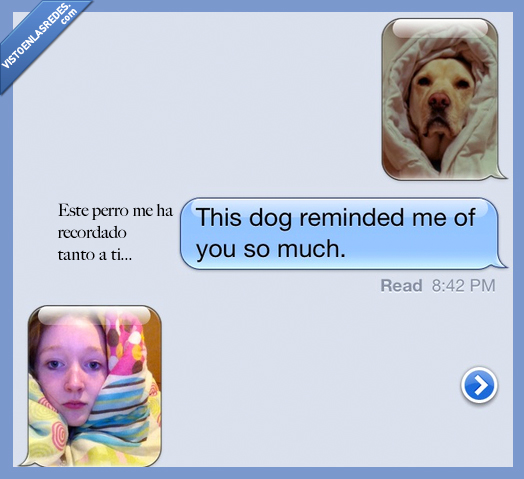 cabeza,tapar,nordico,edredon,manta,perro