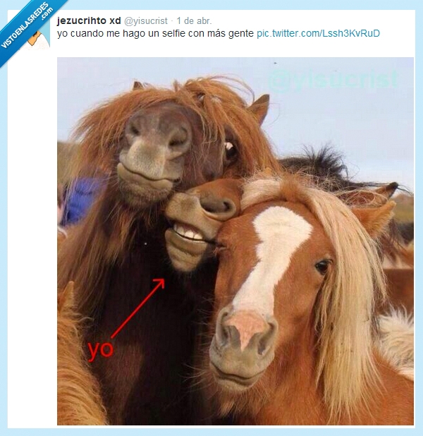 trozo,cara,selfie,caballo,troll,foto,amigos