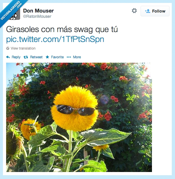 girasol,swag,gafas,sol,molon