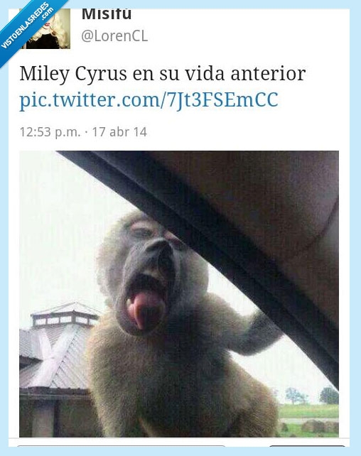 mono,lengua,sacar,chupar,coche