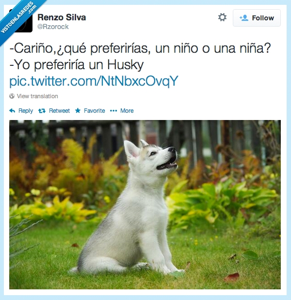 preferir,Husky,perro,pareja,bebes