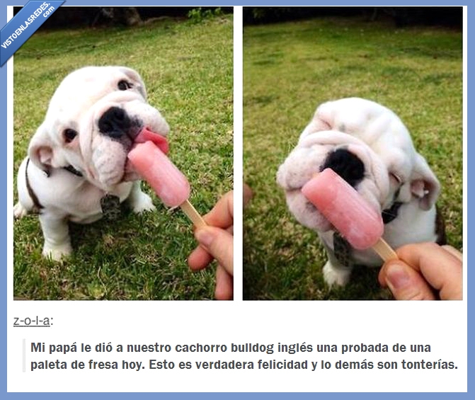 bulldog inglés,cachorro,Tumblr,paleta de fresa,para que veáis que hay cosas interesantes más allá de Twitter,mono,adorable,perro