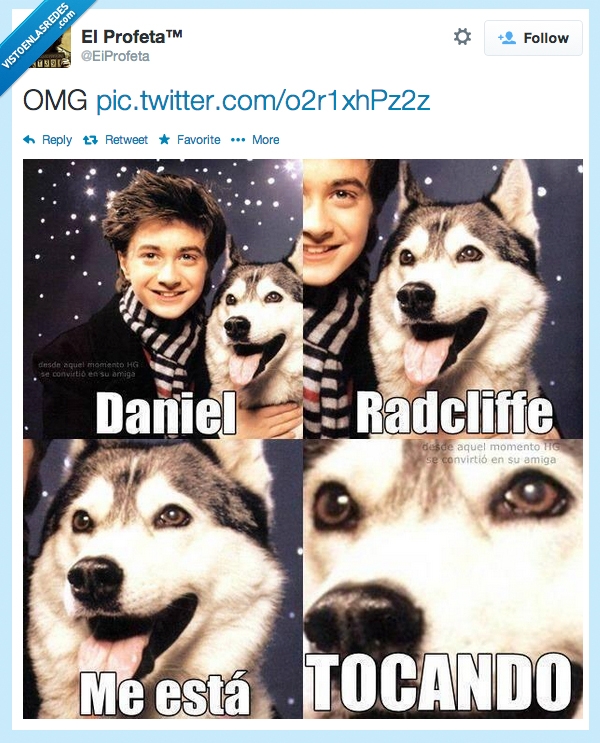 perro,J.K Rowling,Películas,Harry Potter,Daniel Radcliffe,husky,feliz