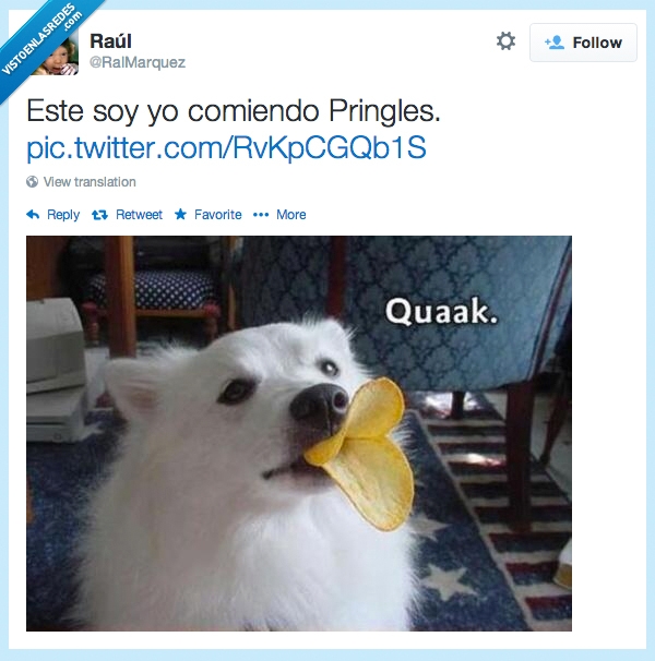 Pringles,comer,patatas,alimentación,swag,estilo,cuac,boca,cuak,morritos,perro